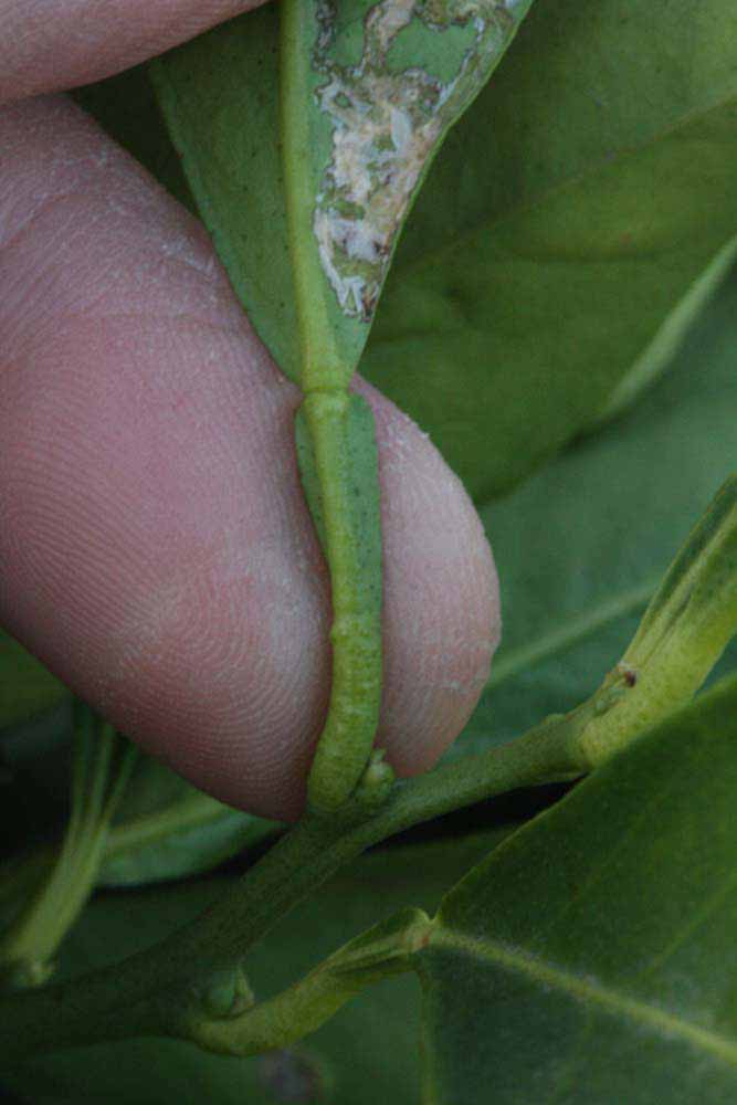              Petiole (Boukhobza, Riverside, CA)       